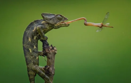 Hewan Dengan Lidah yang Unik
