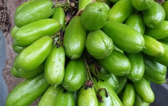 Kaya Nutrisi, Belimbing Wuluh ternyata Punya Banyak Manfaat untuk Kesehatan
