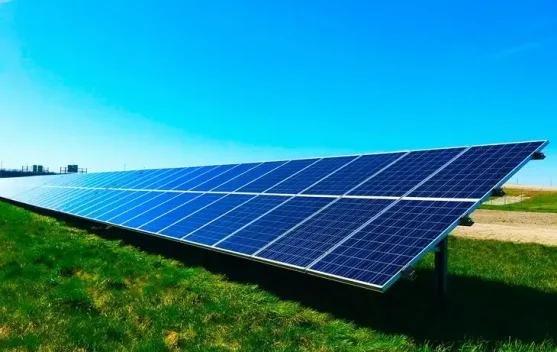 Minyak Kayu Putih Bisa Wujudkan Energi Hijau