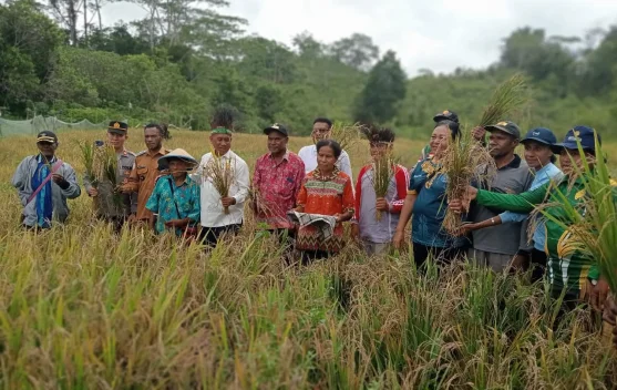Dinas Pertanian dan Ketahanan Pangan Biak Numfor Kembangkan Budidaya Padi Ladang