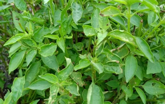 Tanaman Herbal yang Bisa Tumbuh Subur di dalam Rumah