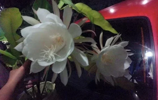 Mengenal Bunga Ratu Malam "Wijaya Kusuma", Tanaman Eksotis yang Mekar Sesaat