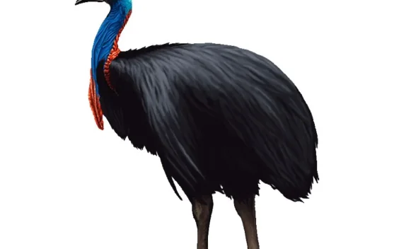 Alasan Burung Kasuari Dianggap Berbahaya Bagi Manusia