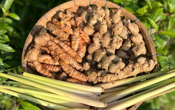 Manfaat Jahe dan Sereh untuk Tubuh Kita