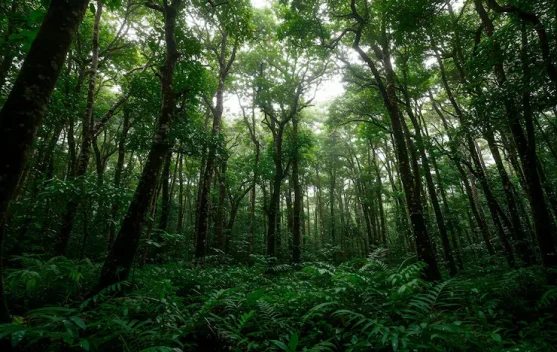 Indonesia Peringati Hari Hutan Nasional Setiap 7 Agustus