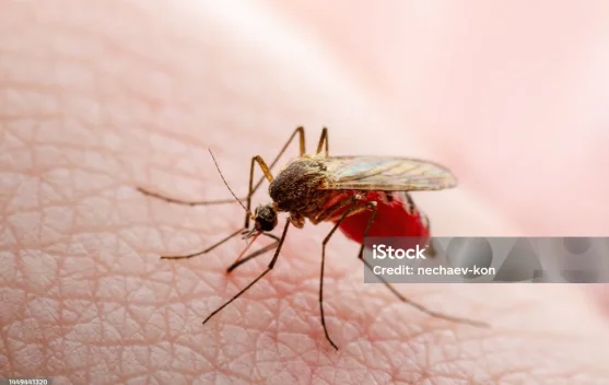 Sama-Sama Ditularkan Nyamuk, Ini Beda Demam Berdarah dan Zika