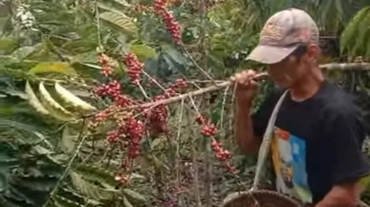 Awal Musim Panen Kopi di Kaur Bertepatan dengan Bulan Ramadhan 1447 H