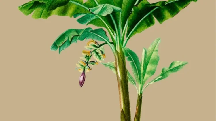 Pesona Serat Pisang: Transformasi Limbah Menjadi Tekstil