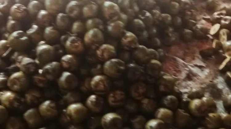 Cara Membuat Kolang Kaling Dari Buah Aren