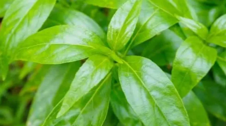 Resep Kombinasi Herbal Penawar Pahit Sambiloto