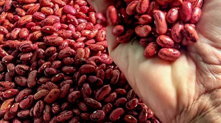 Tips Memasak Kacang Merah agar Cepat Lunak