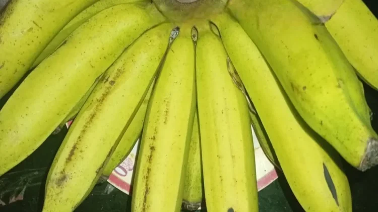 6 Manfaat Konsumsi Pisang Ambon untuk Kesehtan