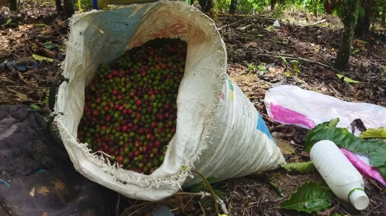 Petani Kopi Kaur Harapkan Harga Kopi Kembali Tinggi