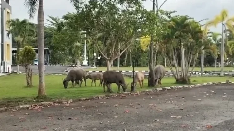 Lima Sapi Perusak Kebun Jagung Diamankan Warga”