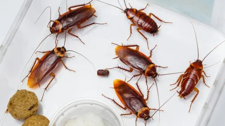 Usir Kecoa dari Rumah? Coba Bahan Dapur Ini!