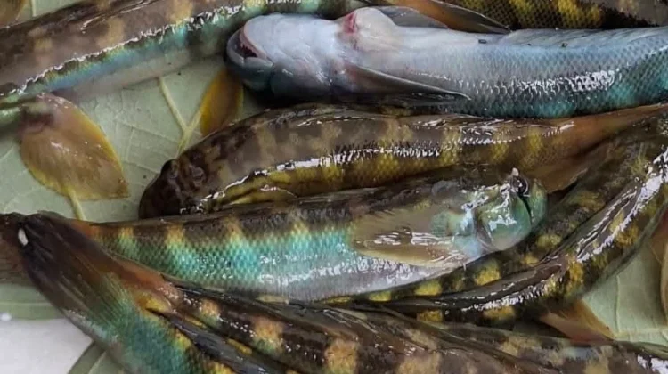 Gulai Ikan Mungkus, Menu Favorit Wisatawan dan Pemudik saat Berkunjung ke Kaur