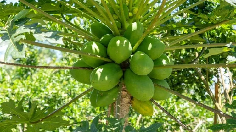 Cara Aman Mengempukkan Daging dengan Getah Pepaya