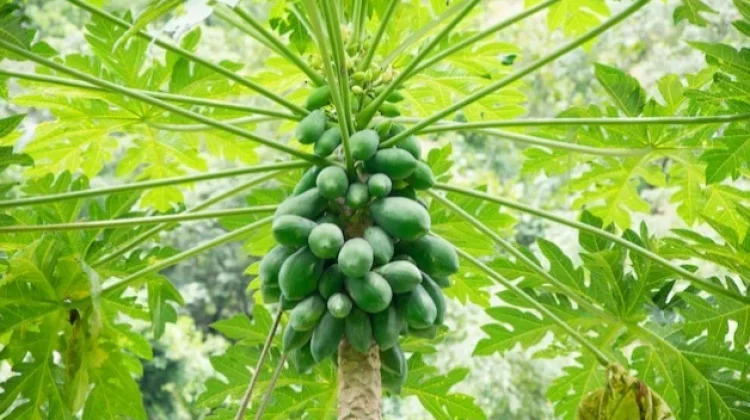 Potensi Getah Pepaya dalam Industri Kecantikan Modern
