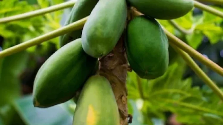 Khasiat Getah Pepaya Percepat Penyembuhan Luka Luar