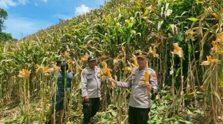 Panen Jagung Beriang Tinggi Dukung Ketahanan Pangan Nasional