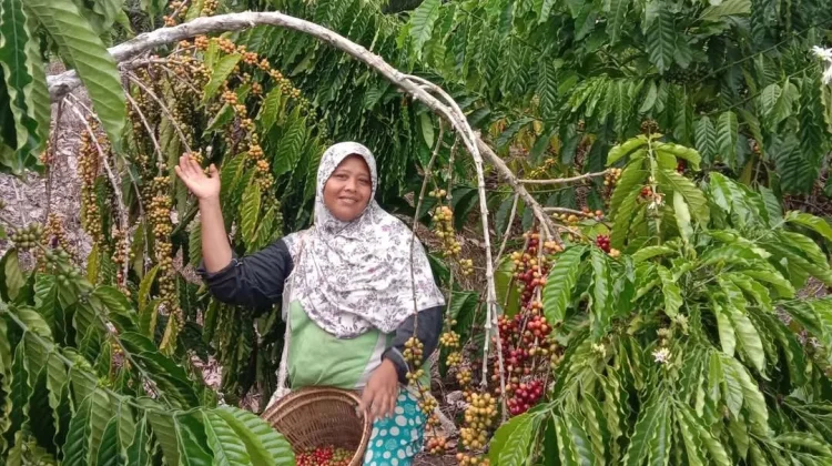 Usai Mudik Lebaran Petani Kopi di Kaur Kembali Sibuk dengan Aktivitas Musim Panen