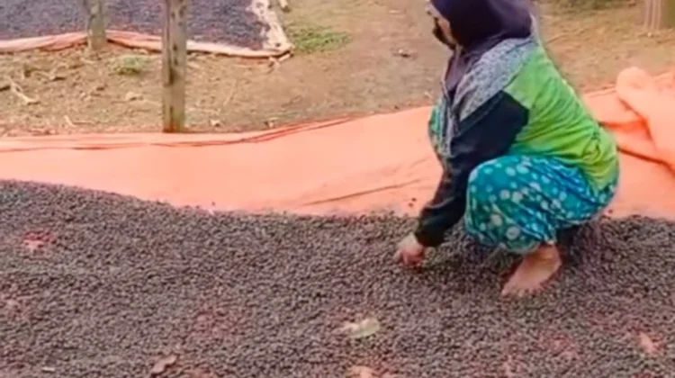 Harga Kopi Musim Panen Tahun Ini Alami Penurunan jika Dibandingkan Tahu Lalu