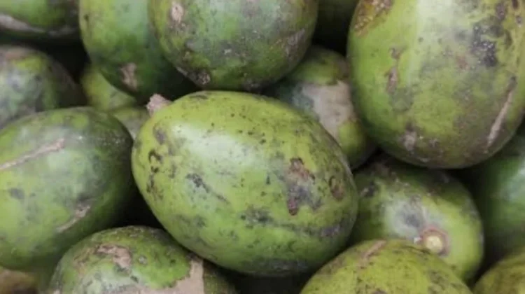 Empat Manfaat Konsumsi Jus Kedondong