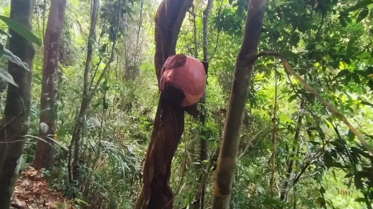Bunga Raflesia Arnoldi Siap Mekar di Muara Sahung