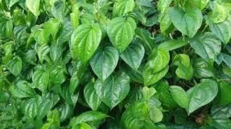 Intip Manfaat Daun Sirih Bagi Kesehatan