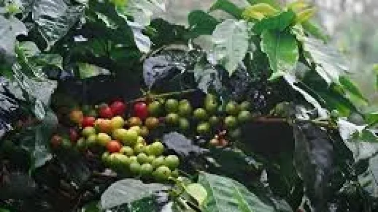 Cicipi Kekhasan Kopi Gayo