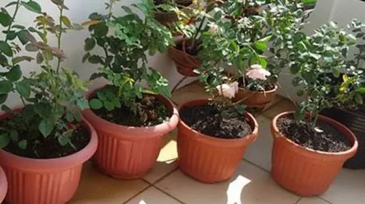 Cara Menanam Tanaman Hias dalam Pot