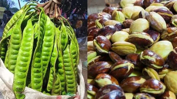 Serupa tapi Tak Sama: Jengkol, Kabau, dan Petai, Masih Satu Keluarga