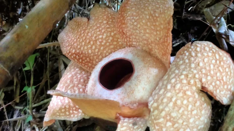 Bunga Rafflesia Kembali Mekar di Muara Sahung