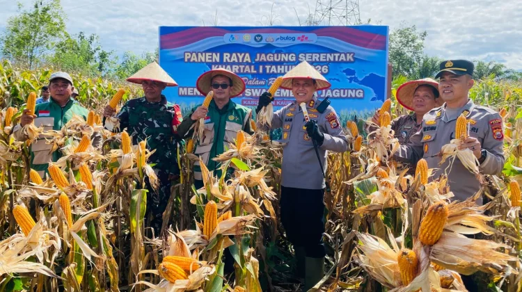 Panen Raya : Kapolres Kaur Apresiasi Petani dalam Mendukung Swasembada Pangan