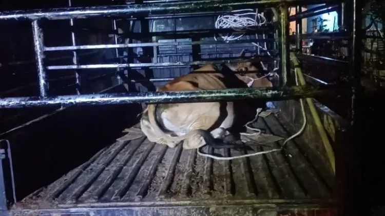 Satgas Perugaian Suksues Tertibkan Ternak Liar Desa