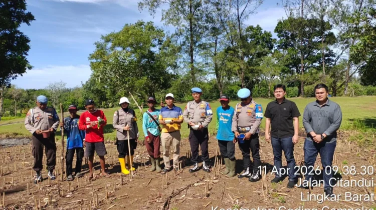 Bhabinkamtibmas Padang Serai Dampingi Tanam Jagung Program Ketahanan Pangan