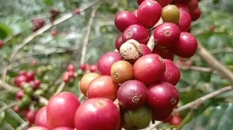 Petani Kopi Keluhkan Harga Kopi Terus Turun