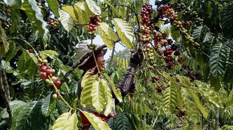 Petani Kopi di Kaur Harapkan Harga Kopin Tidak Merosot
