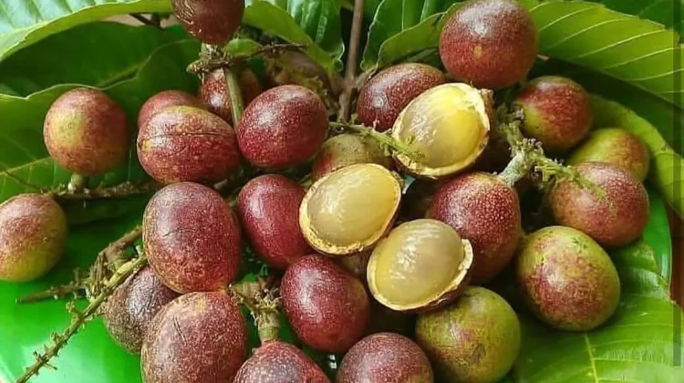 Buah Matoa Asli dari Mana? Ini Asal Usulnya yang Perlu Diketahui