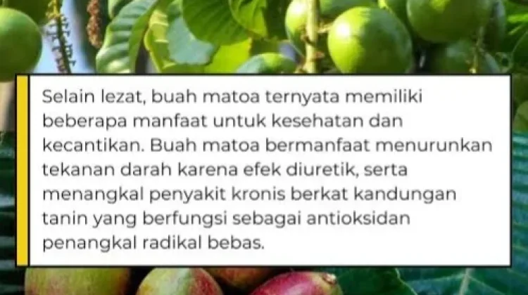 Manis, Segar, dan Berkhasiat: Ini Manfaat Buah Matoa untuk Kesehatan
