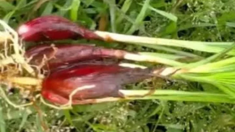 Menilik Hasil Penelitian Medis Modern Terhadap Bawang Dayak