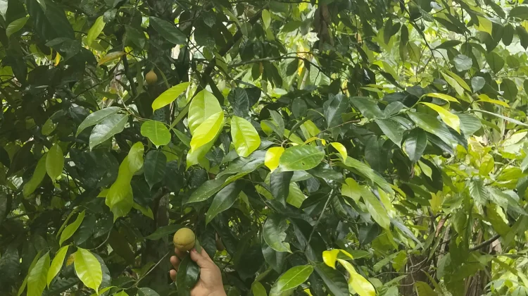 Buah Pala: Rempah Bernilai Tinggi dari Nusantara