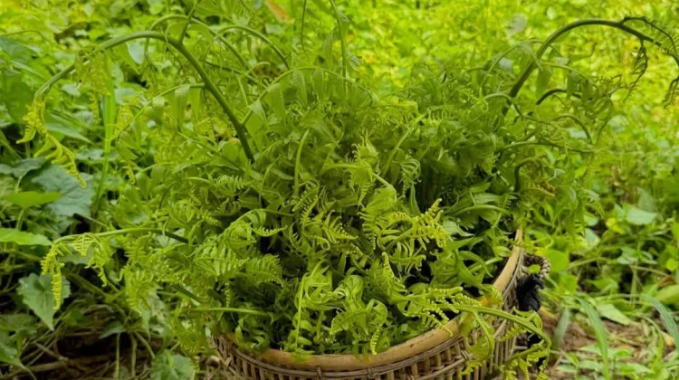Sayur Pakis: Hijau Liar dengan Segudang Gizi