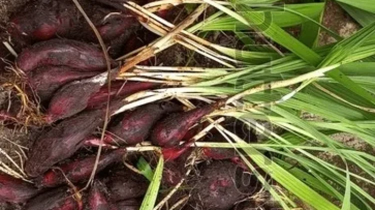 Panduan Mengonsumsi Bawang Dayak Sebagai Terapi Alami untuk Diabetes
