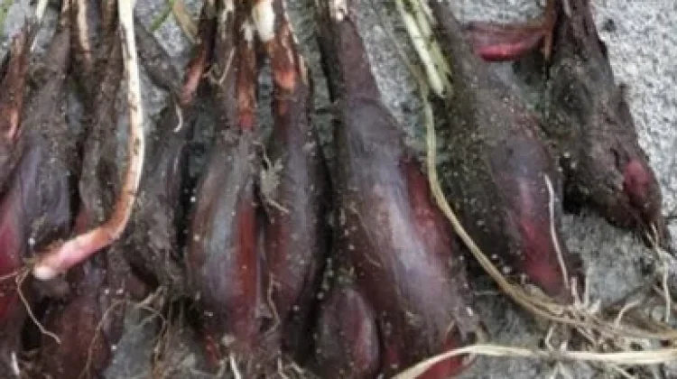 Inovasi Masker Bawang Dayak Sebagai Solusi Alami Perawatan Kulit Wajah