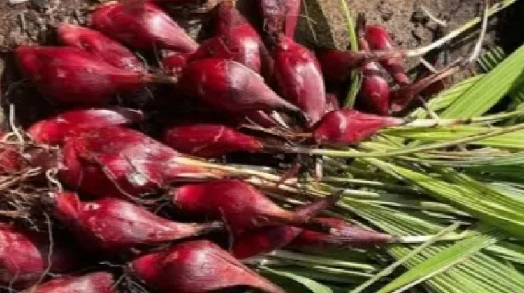 Manfaat Bawang Dayak untuk Meningkatkan Sistem Kekebalan Tubuh Alami