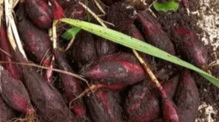 Manfaat Bawang Dayak Sebagai Solusi Alami untuk Menjaga Kesehatan Ginjal