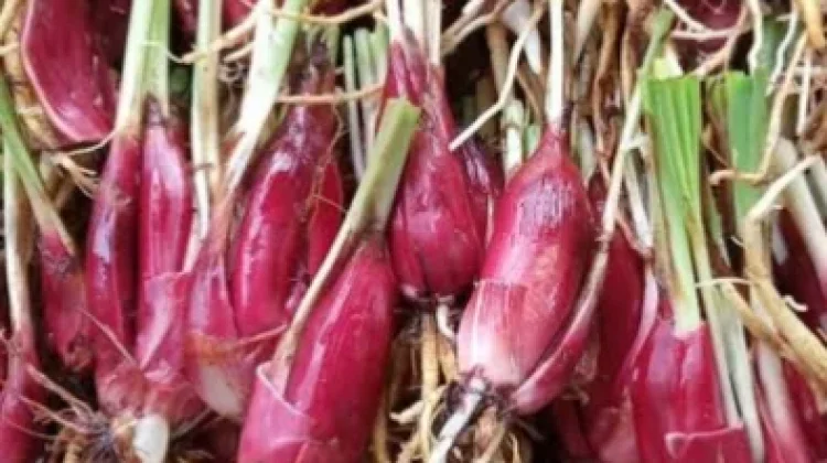 Penelitian Ilmiah Bawang Dayak Sebagai Agen Anti-Inflamasi dan Anti-Kanker