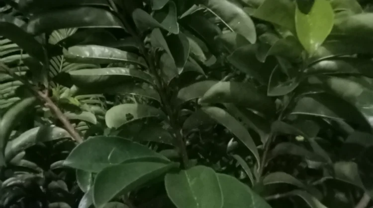 Manfaat Daun Sirsak