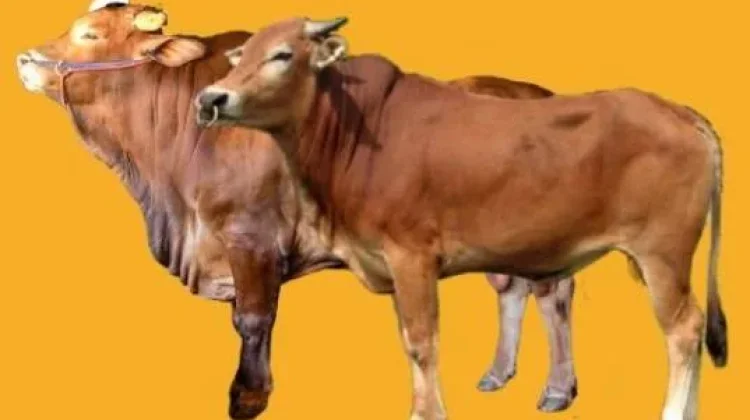 Tren Wisata saat Hari Raya Qurban